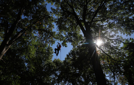 Tree Climbing Championship